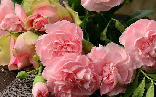 2028年农历八月初四领证好吗 今日登记领证好不好